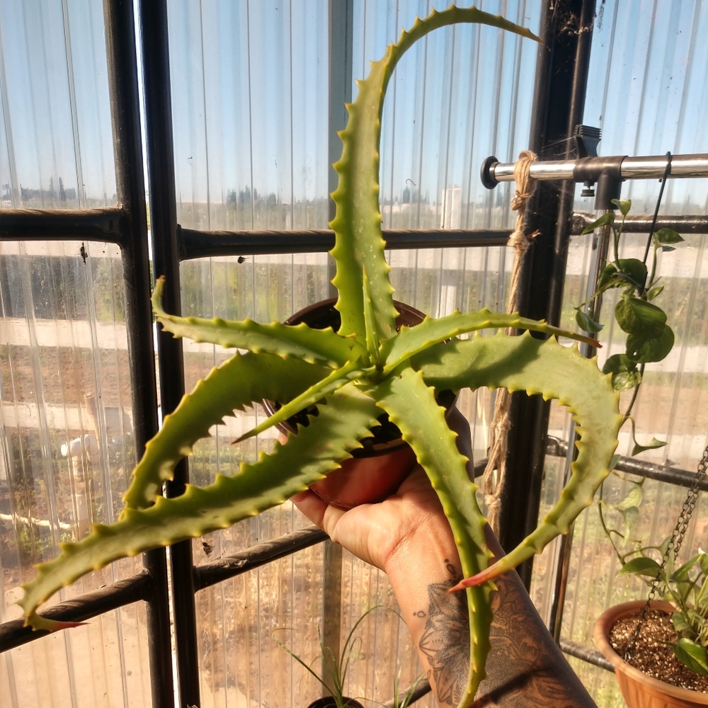 Plant candelabra aloe